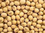 Soya Seeds