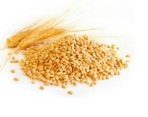 Pure Mp Wheat