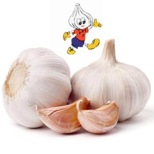 White Fresh Garlic