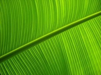 Banana Green Leaf