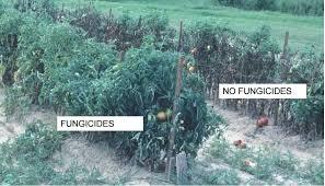 Fungicide