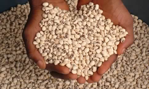 Fresh Cowpea Beans