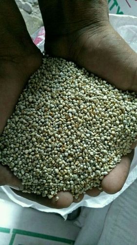 High Quality Pure Millet Seeds