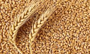 Adesh Wheat