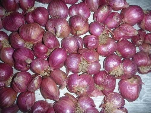 Fresh Shallots