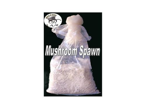 Mushroom Spawn Or Seed