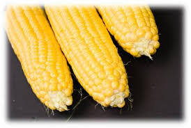 Corn Gluten Meal