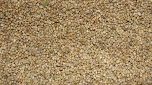 Pearl Millets