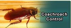 Cockroach Pest Control Service By Pest Care & Control