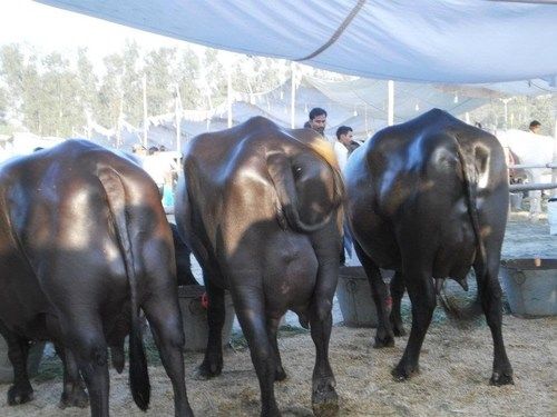 Murrah Buffaloes