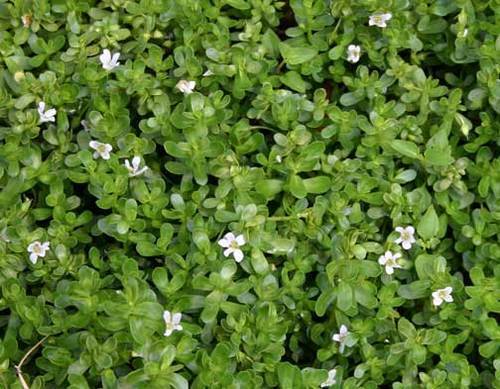 Brahmi Centella Extract