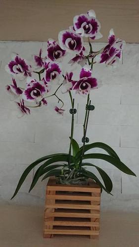 Orchid Plant