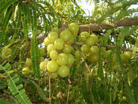 Amla (Indian Gooseberry)