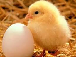 Kadaknath Newborn Chicks