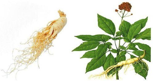 Panax Ginseng Root Extract