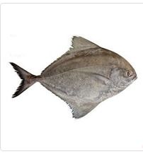 Black Pomfret Fish