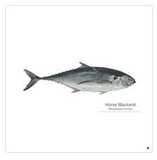 Horse Mackerel Fish