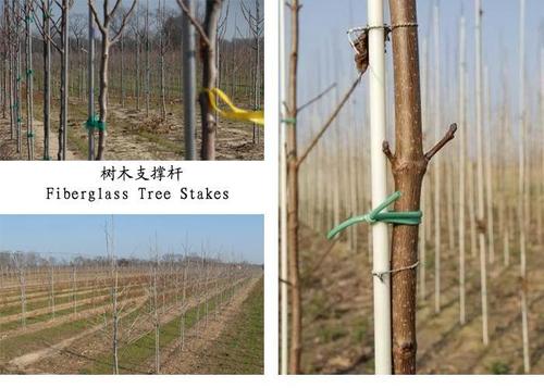 Any Fiberglass Tree Stake