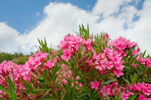 Ghanera Flowers