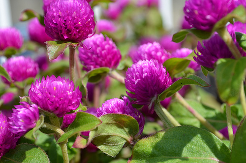 Globe Amaranth