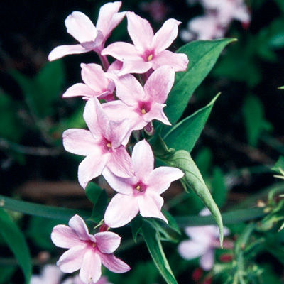 Pink Jasmine