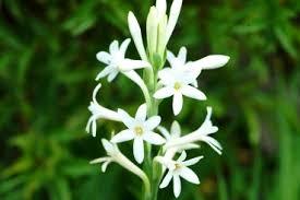 Tuberose Flowers