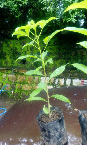 Plant Baobab Trees (Adansonia Digitata)