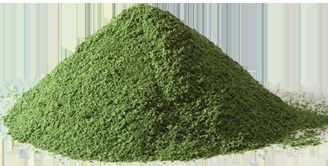 Herbal Product Moringa Oleifera Powder