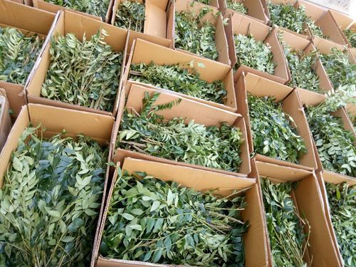 Optimum Freshness Curry Leaves