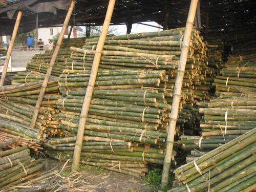 Bamboo Poles