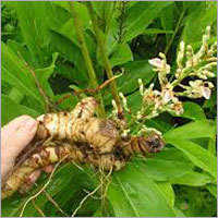 Galangal Kulanjan Herbs