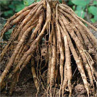 Herbal Shatavari Root