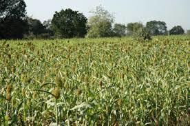 Fresh Green Jowar