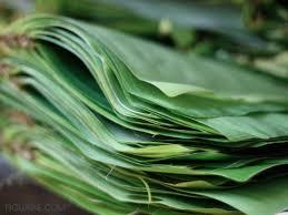 Green Banana Leaf