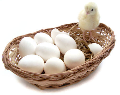  अंडे सेने के अंडे
