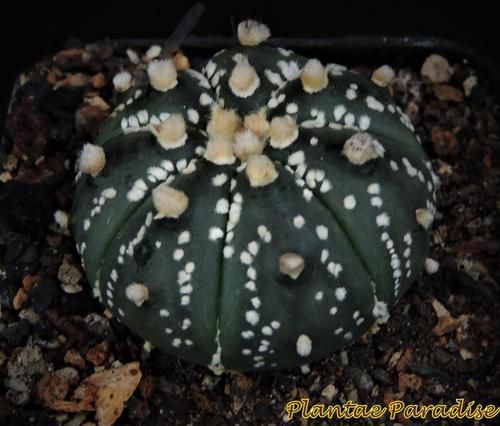 Astrophytum Asterias SK