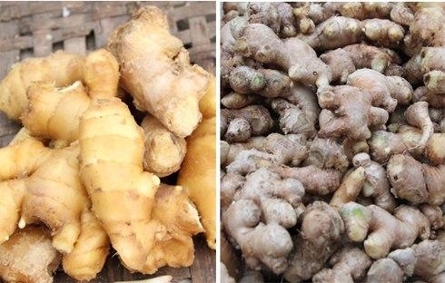 Fresh Ginger By KHANHVUA EXCO COMPANY