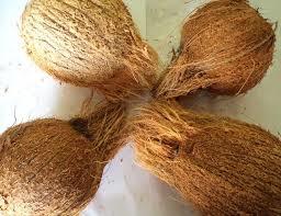 Fresh Semi Husked Coconuts