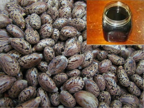 Rubber Seed Oil