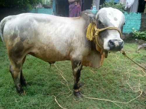 Punganur Cow