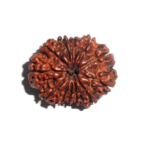 12 Mukhi Rudraksha (Lab Certified)