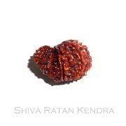 9 Mukhi Garbh Gauri Rudraksha