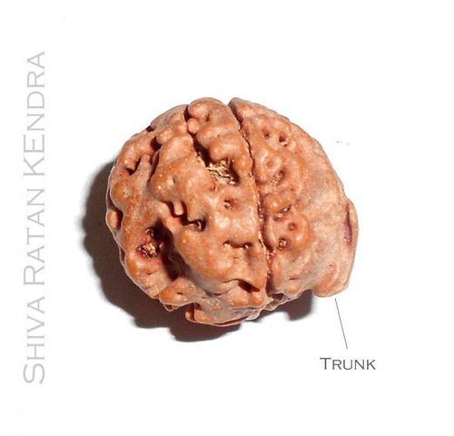 Ganesh Rudraksha (Lab Certified)