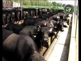 Healthy Murrah Buffalo for Dairy Farming