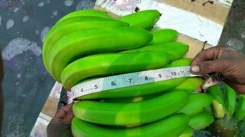 G9 (Cavendish) Banana