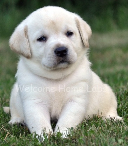 Labrador Dogs at Best Price in Noida 