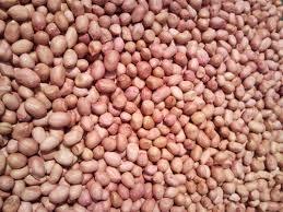 Fresh Groundnut