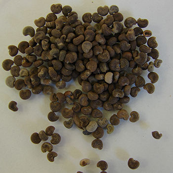 Ambrette (Musk) Seed Oil