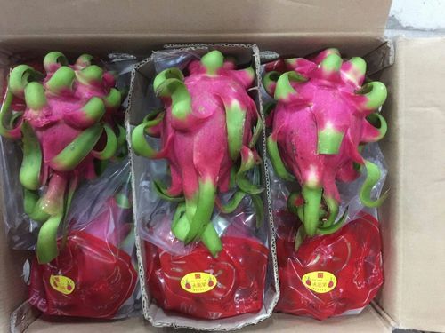 Dragon Fruit