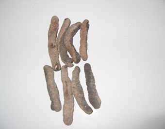 Dried Sea Cucumber - Red Lolly Fish